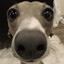 doog