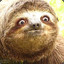 Aware Sloth(IPOLKM)