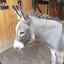 Paco_The_Donkey