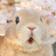 可爱迷人的艾希礼