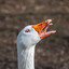 RandomGoose