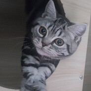 无悠无虑（暴傻）