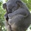 fat ass koala