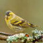 Siskin