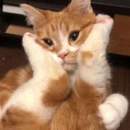 打不中别打我了