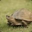Slow-Turtle
