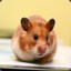 Hamster