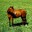 Big Horse