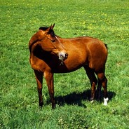Big Horse