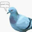 CrazyPigeon34