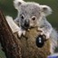 KoalaDAustralie