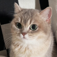 黄金是梦，我去追