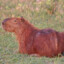 Not red capybara