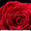 Scarlet Rose