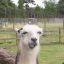 alabama alpaca