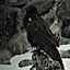 black raven