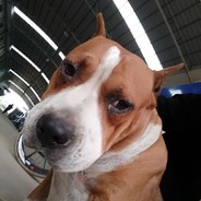 静静的看你们**