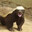 Ratel