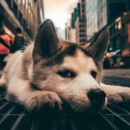 阿柳BreakingtheOsier