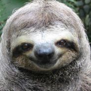 sloth - steam id 76561197961203354