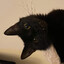 Meow