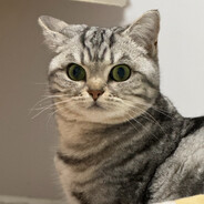 乌鹊惊飞月似红