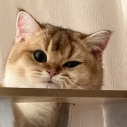 达姆春田我好爱