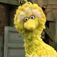 big bird