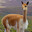 SexyVicuña