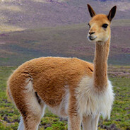 SexyVicuña