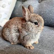 Bunny couch