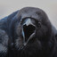 Crow