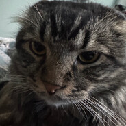 Mr. Cat