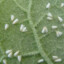 Trialeurodes vaporariorum