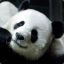 Bobo Panda