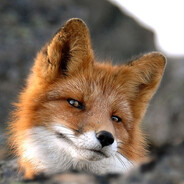 Erto Fox