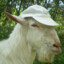stjerry