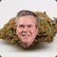 Jeb Kush&#039;s Bush