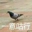 不是笨蛋咕咕