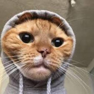 Stefan#tragbinelawar