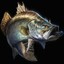 Barramundi