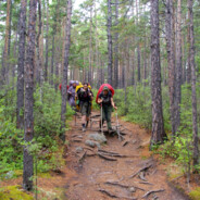 тима даунов