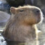 Capybara `♥