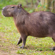 Capybara