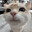 Hellow ฅ^>⩊<^ ฅ