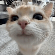 Hellow ฅ^>⩊<^ ฅ