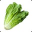 Lettuce