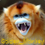 Golden_Monkey