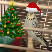 Линух лузер