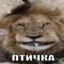 скебоб